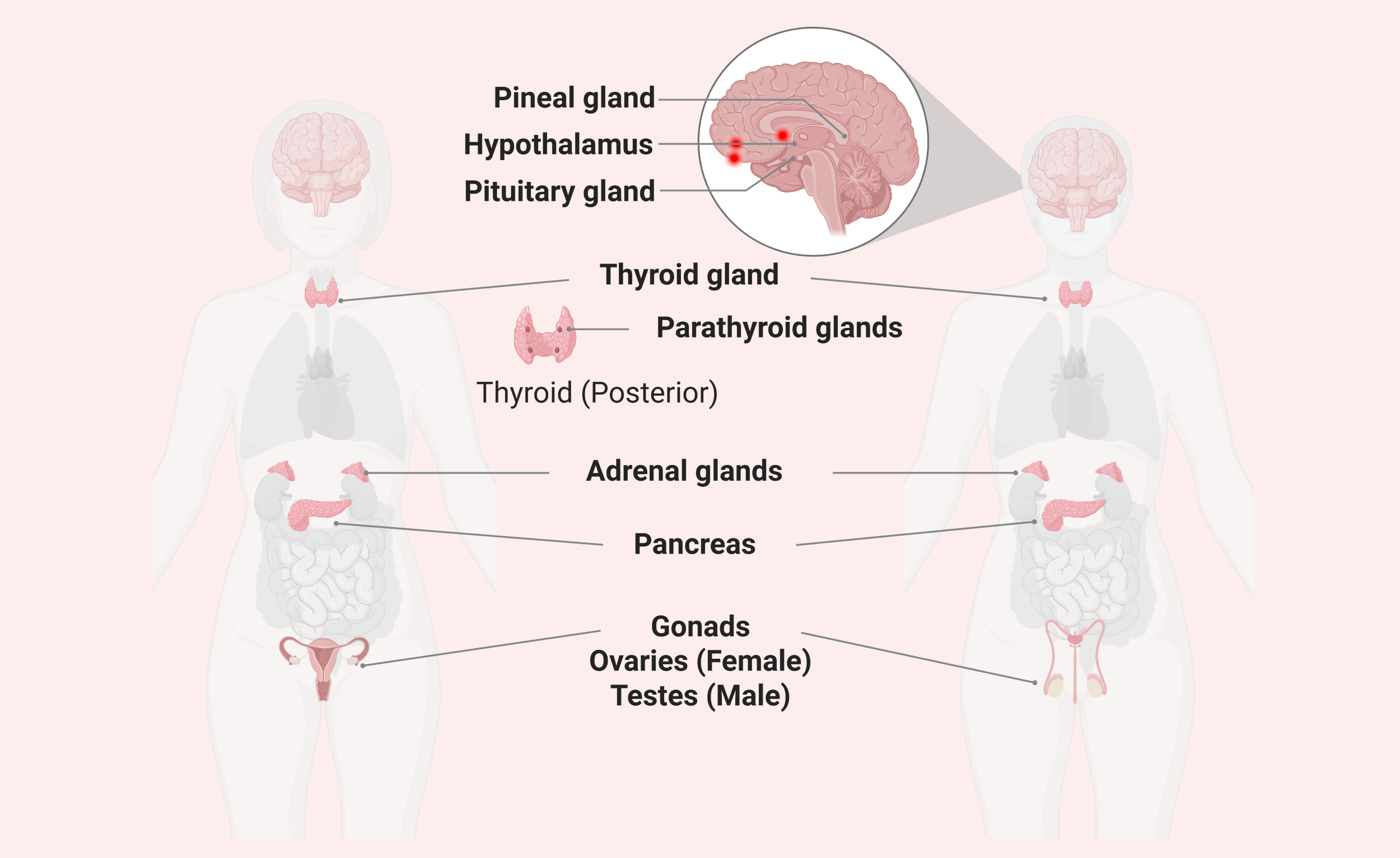 Glands of the endocrine system