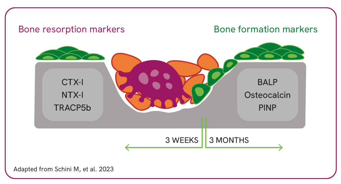 Bone resorption and bone formation markers